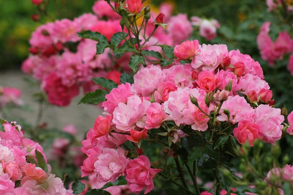 Top-performing Cordless Vacuum Cleaners for Pet Owners in the UK: Find Your Perfect Match!